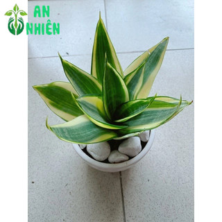 Chậu Lưỡi Hổ Thái Vàng