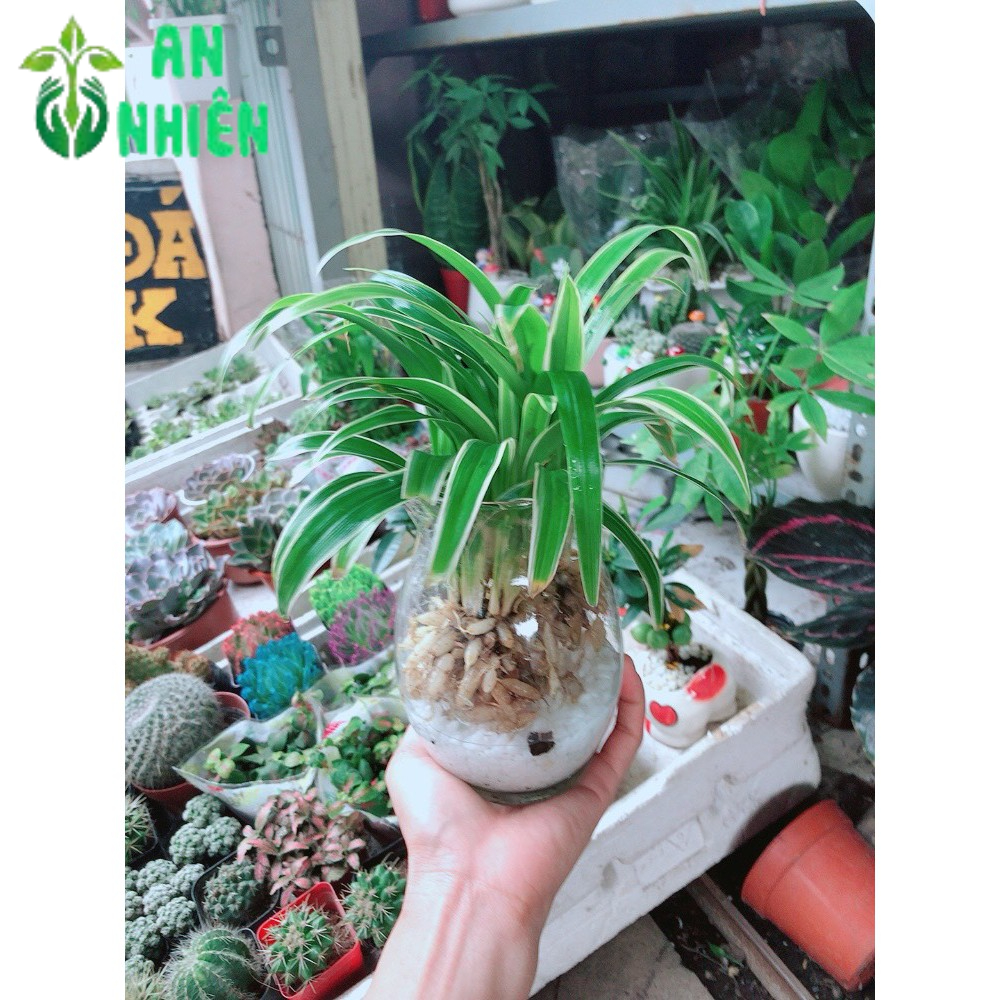 Chậu Cây Lan Chi Thủy Sinh