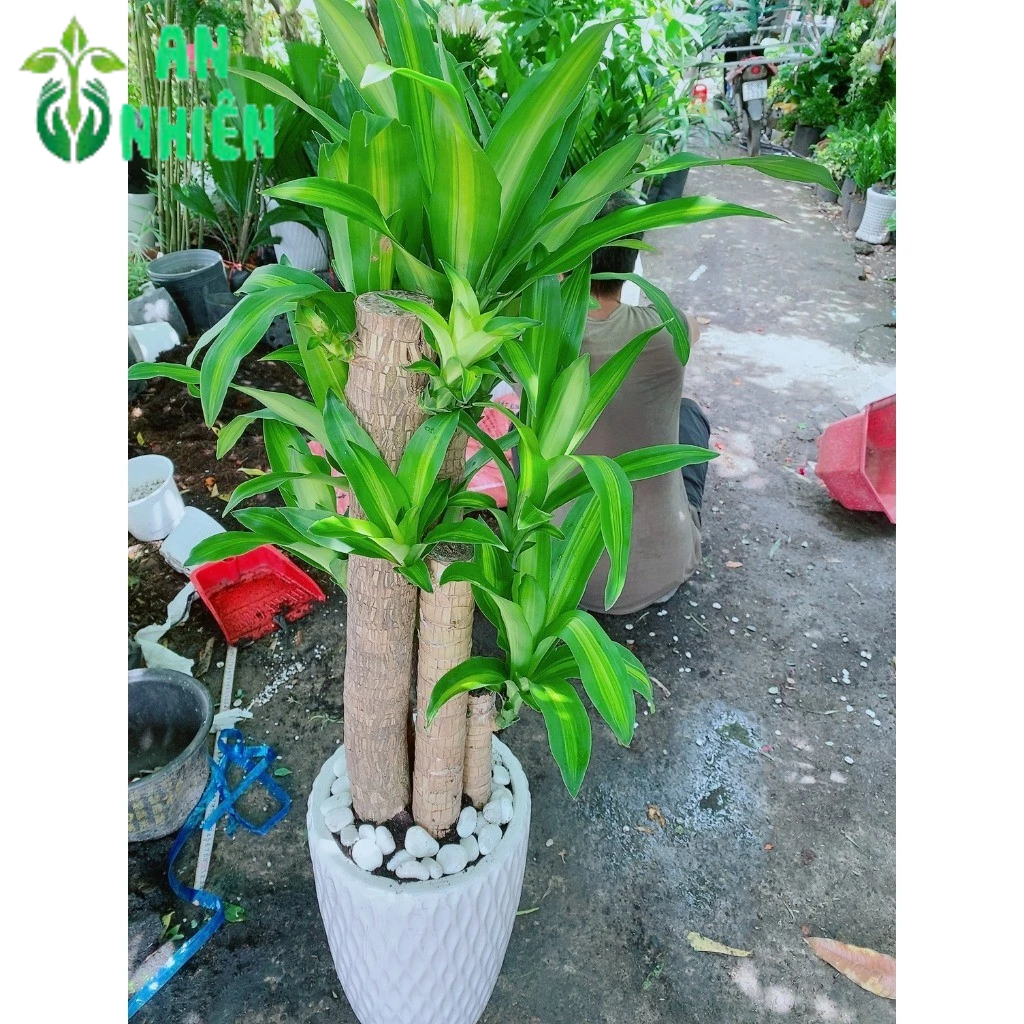 Chậu Phát Tài 5 Thân (thiết mộc lan)