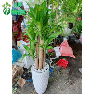 Chậu Phát Tài 5 Thân (thiết mộc lan)