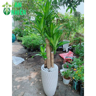 Chậu Phát Tài 5 Thân (thiết mộc lan)