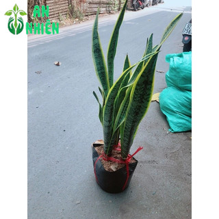 Bụi Lưỡi Hổ Cao