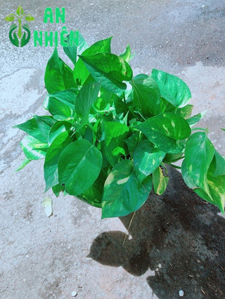 Bụi Trầu Bà
