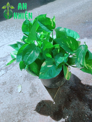 Bụi Trầu Bà