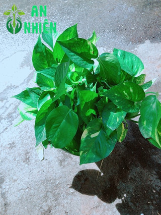 Bụi Trầu Bà