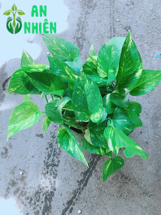 Bụi Trầu Bà