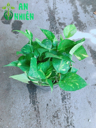 Bụi Trầu Bà