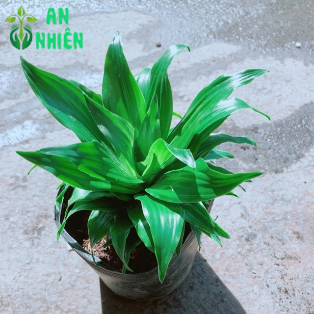 Cây Phát Tài Nhật 25cm