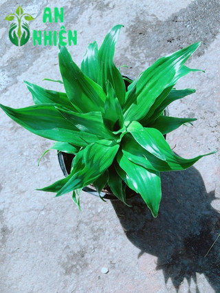 Cây Phát Tài Nhật 25cm