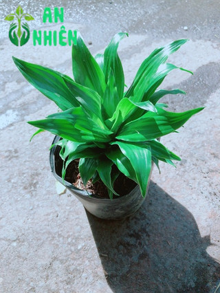 Cây Phát Tài Nhật 25cm