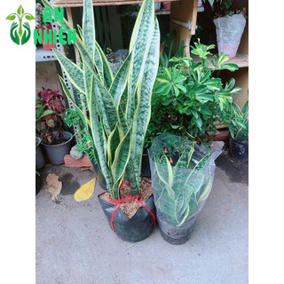 Bụi Lưỡi Hổ Cao