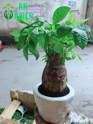 Chậu Kim Ngân Chân Voi