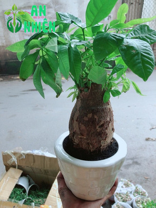 Chậu Kim Ngân Chân Voi