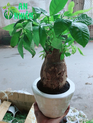 Chậu Kim Ngân Chân Voi