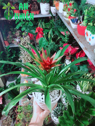 Chậu Cây Phong Lộc Hoa