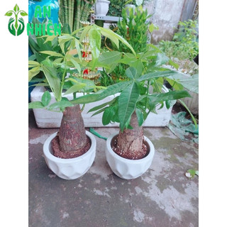 Chậu Kim Ngân Chân Voi