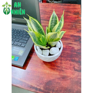 Chậu Lưỡi Hổ Thái Vàng