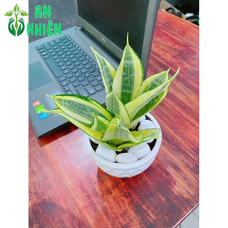 Chậu Lưỡi Hổ Thái Vàng