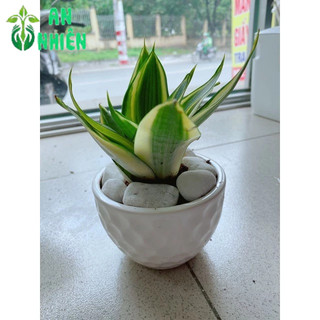 Chậu Lưỡi Hổ Thái Vàng