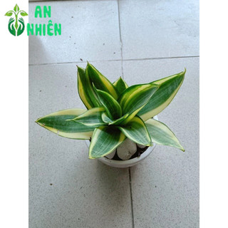 Chậu Lưỡi Hổ Thái Vàng