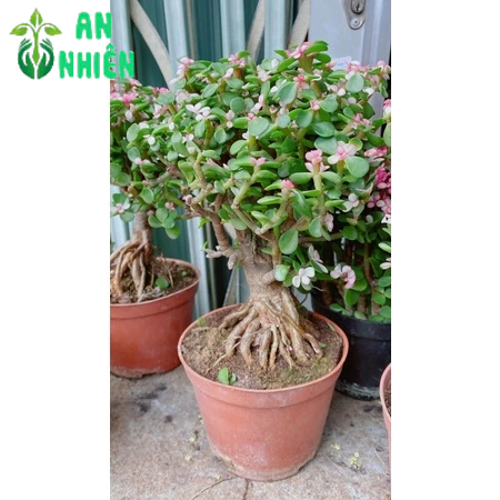 Cây Cành Vàng Lá Ngọc Cổ Thụ