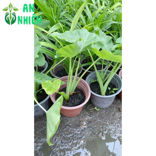 Bạc Hà Nấu Canh
