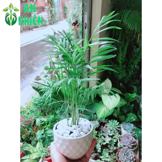 Chậu Cây Cau Tiểu Trâm 30cm