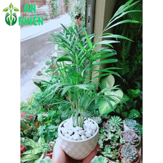 Chậu Cây Cau Tiểu Trâm 30cm