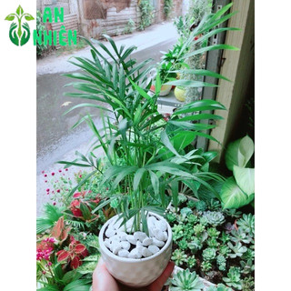 Chậu Cây Cau Tiểu Trâm 30cm