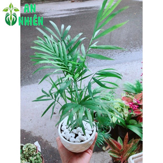 Chậu Cây Cau Tiểu Trâm 30cm