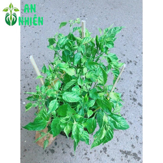 Ớt Chim Xanh
