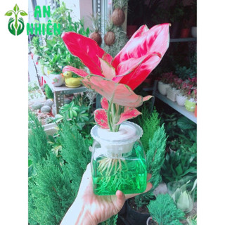 Chậu Cây Vạn Lộc Thuỷ Sinh