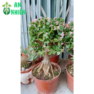 Cây Cành Vàng Lá Ngọc Cổ Thụ