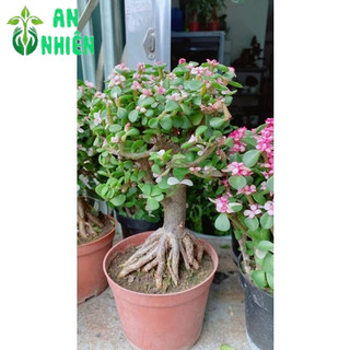 Cây Cành Vàng Lá Ngọc Cổ Thụ