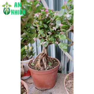 Cây Cành Vàng Lá Ngọc Cổ Thụ