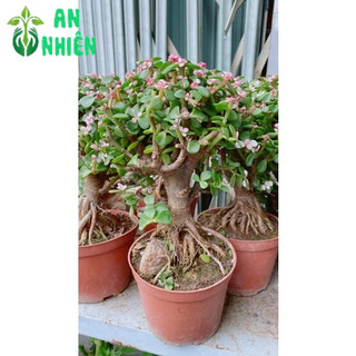 Cây Cành Vàng Lá Ngọc Cổ Thụ