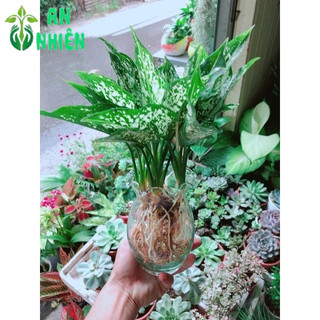 Chậu Cây Ngọc Ngân Thuỷ Sinh