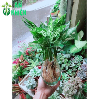 Chậu Cây Ngọc Ngân Thuỷ Sinh