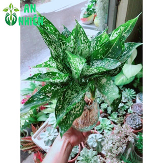 Chậu Cây Ngọc Ngân Thuỷ Sinh