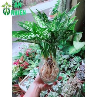 Chậu Cây Ngọc Ngân Thuỷ Sinh
