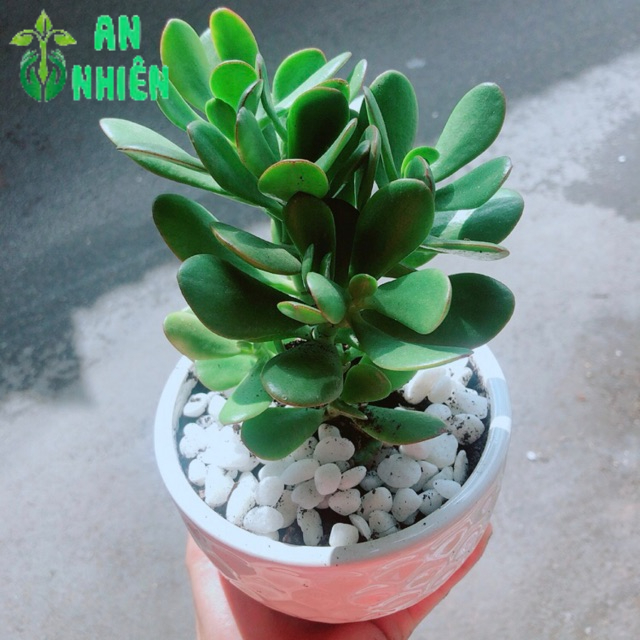 Chậu Cây Ngọc Bích