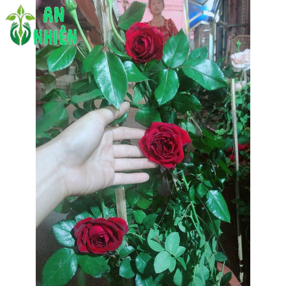 Hoa Hồng Đỏ Đậm 50-60cm