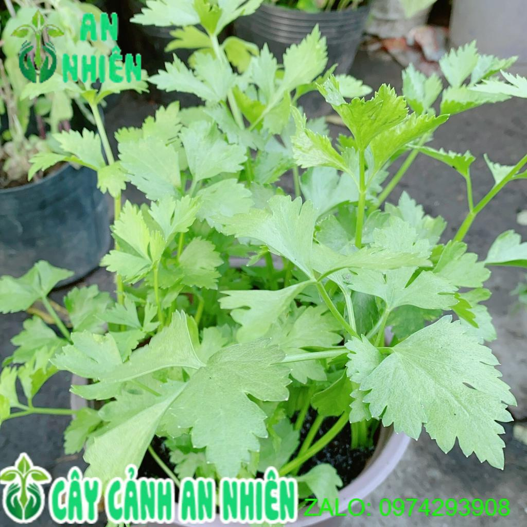 Chậu Cây Cần Tây