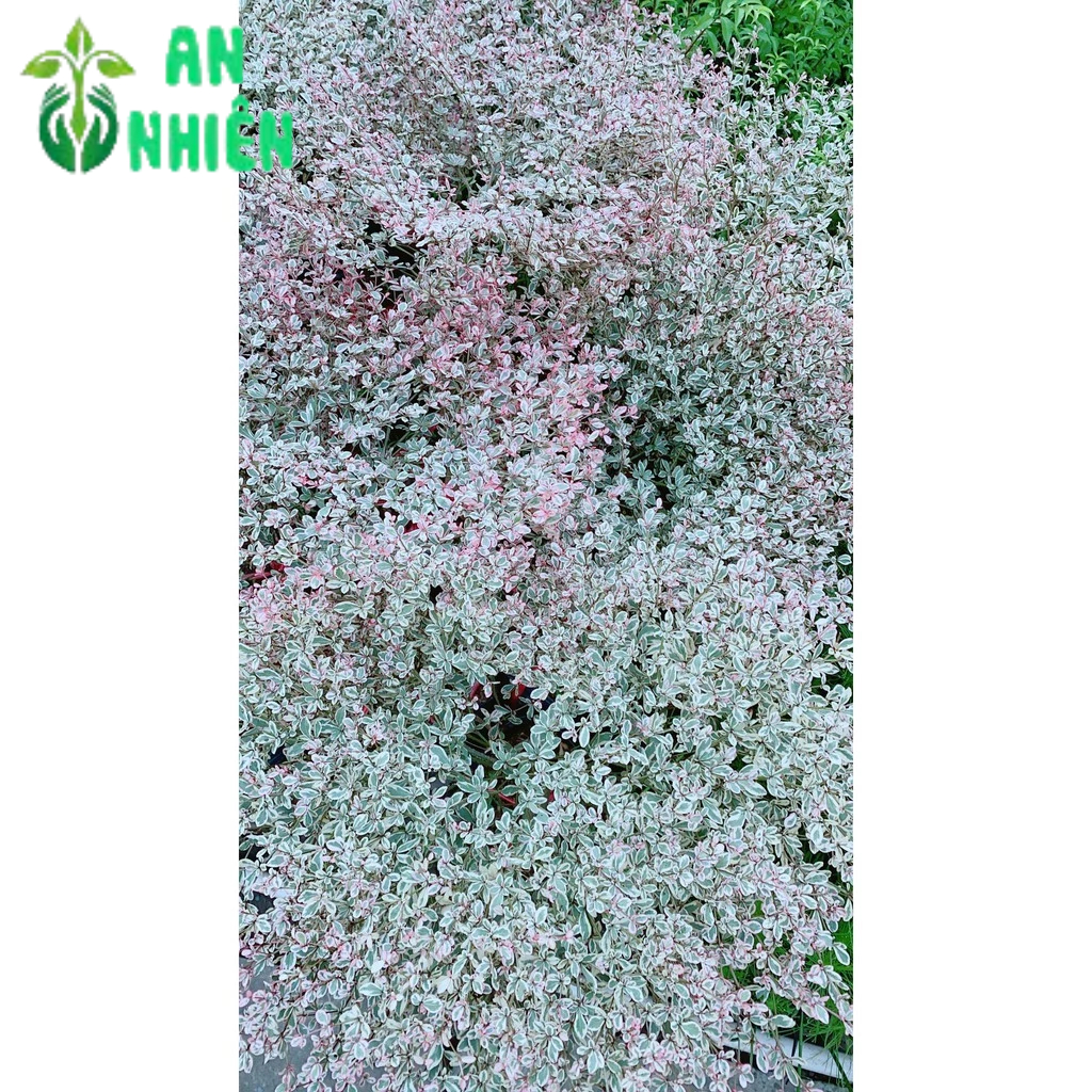 Cây Bàng Nhật Lá Cẩm Thạch