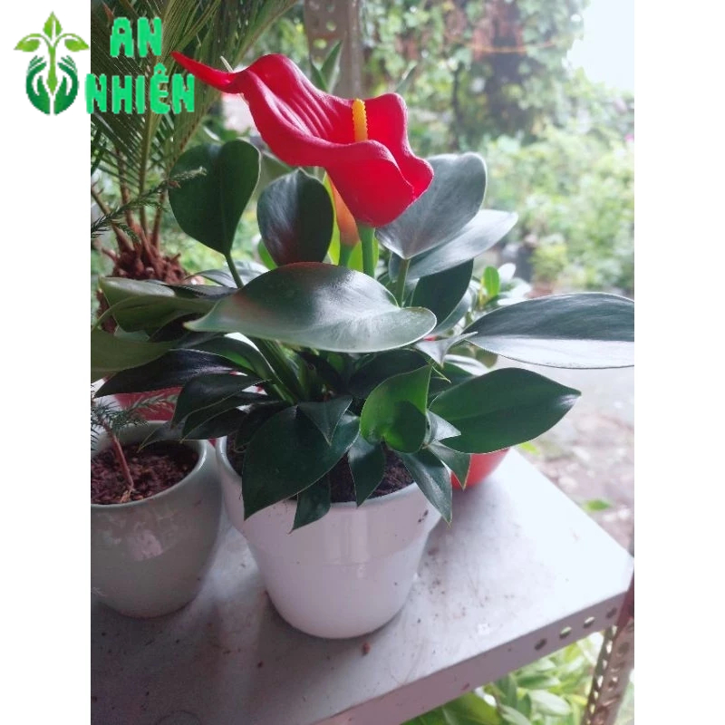 Chậu Trầu Bà Đế Vương Xanh