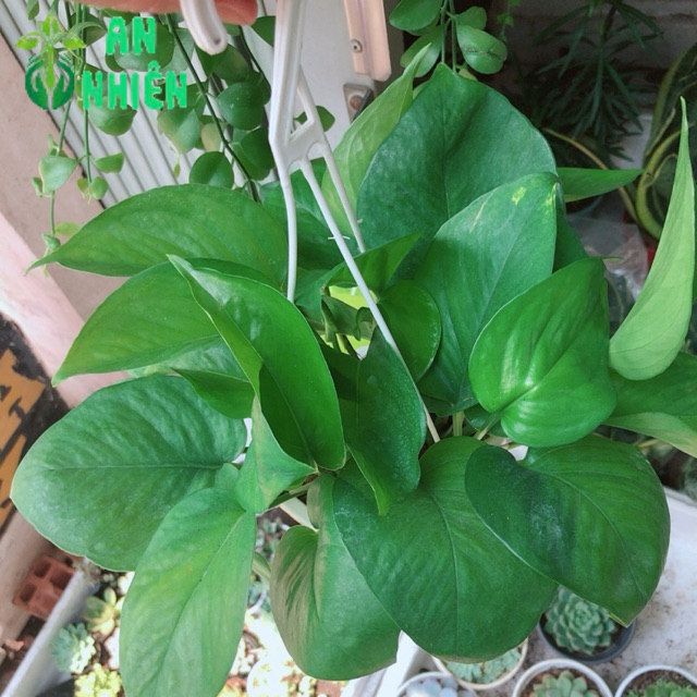 Trầu bà thái xanh treo mini