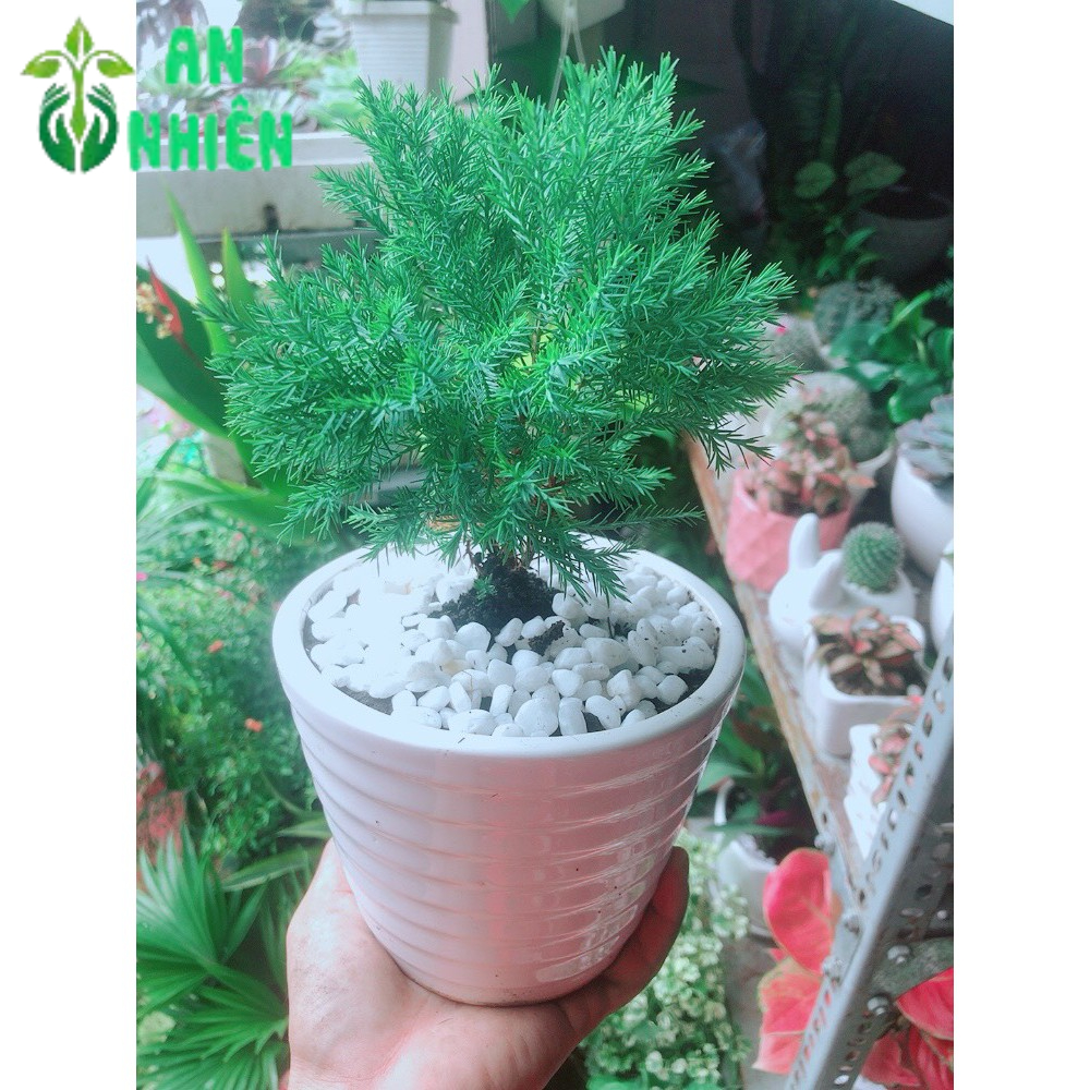 Chậu Tùng Bồng Lai
