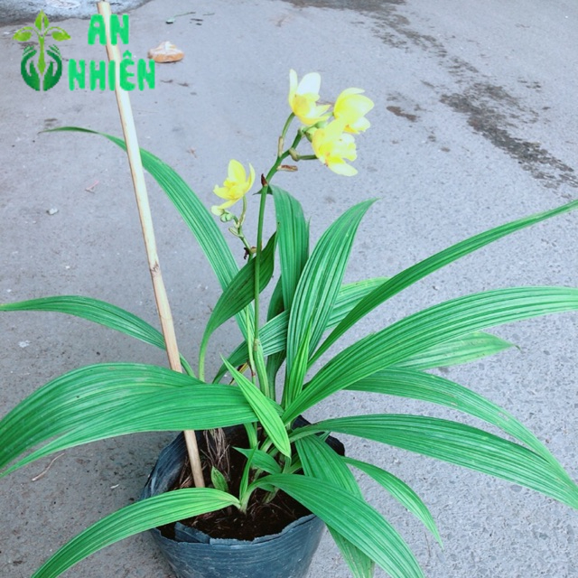 Lan Đất Nở Hoa Vàng