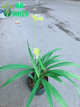 Lan Đất Nở Hoa Vàng