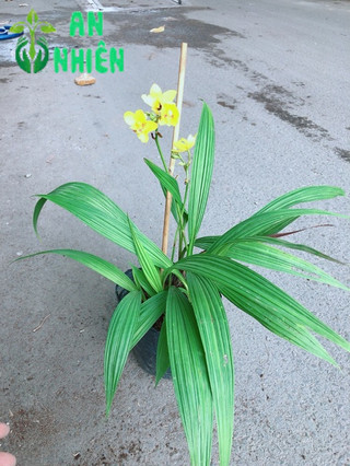 Lan Đất Nở Hoa Vàng